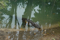 0816 Wildlife Habitat Port Douglas